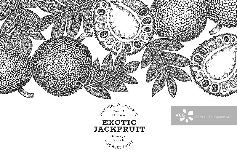 手绘素描风格菠萝蜜banner图片素材