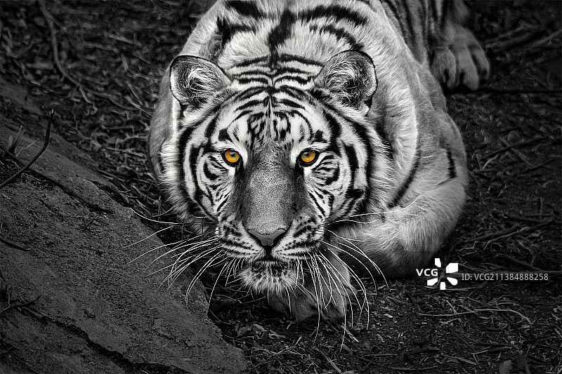 田野上的老虎高角度写真图片素材