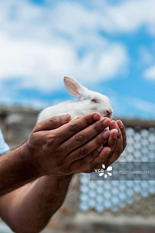 手持兔子的人，拉合尔，旁遮普邦，巴基斯坦图片素材