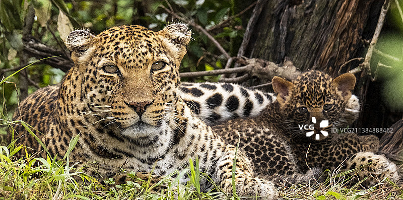 荒野自然概念：猎豹与幼崽，肯尼亚马赛马拉国家保护区图片素材