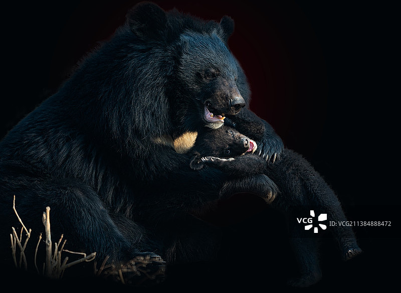 棕熊特写，黑色背景图片素材