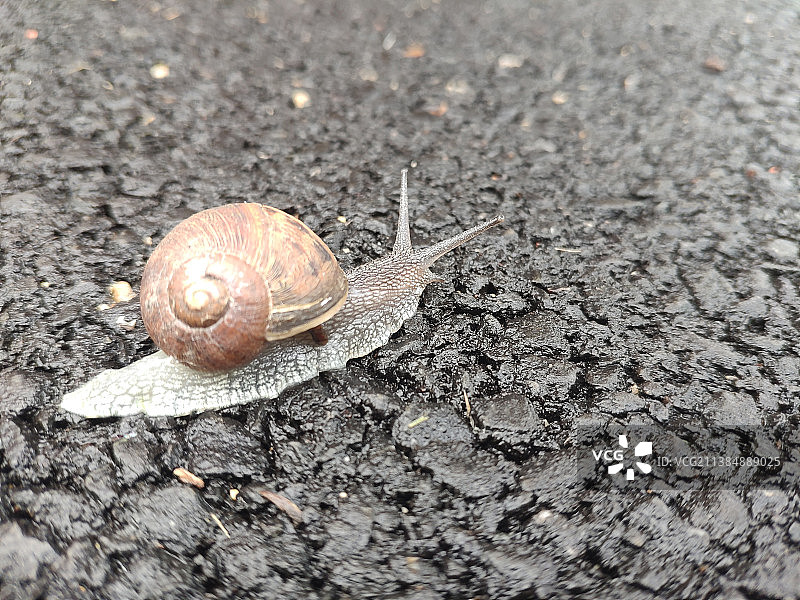 地面上蜗牛的特写图片素材
