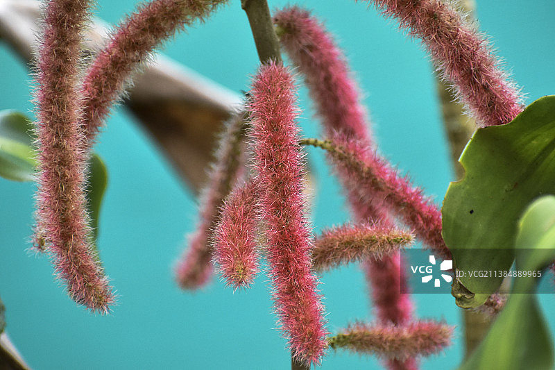 粉色植物鲜花特写，印度泰米尔纳德邦塞勒姆图片素材