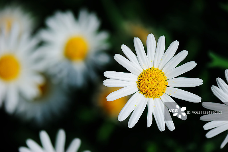 白色雏菊花的特写图片素材