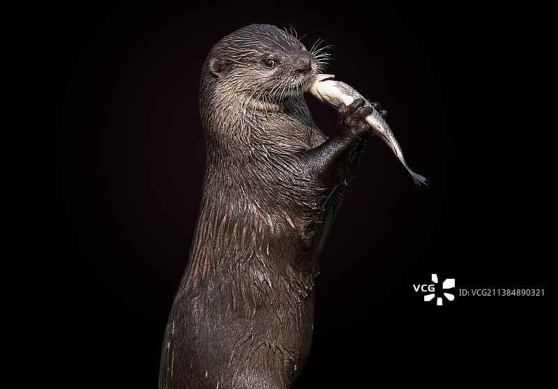 黑色背景下的海豹特写图片素材