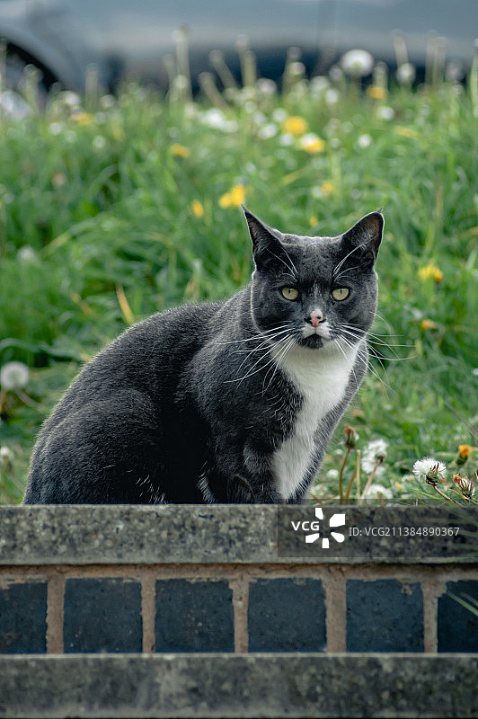 坐在挡土墙上的猫的画像图片素材