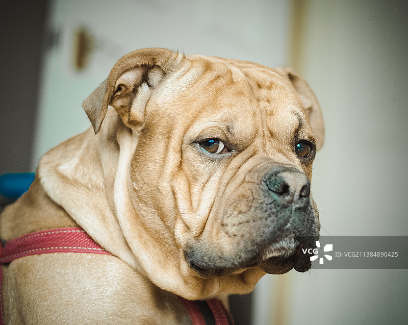 纯种斗牛犬的不悦表情特写图片素材