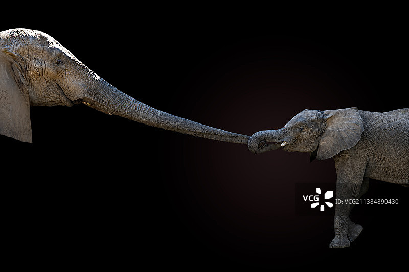 黑色背景下的动物特写图片素材