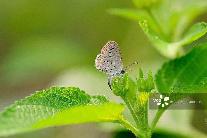 蝴蝶在植物上的特写图片素材