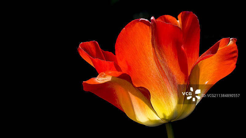 橙色花朵特写，德国诺德霍恩图片素材