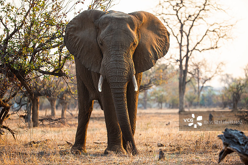 白天在平原上吃草的幼象图片素材