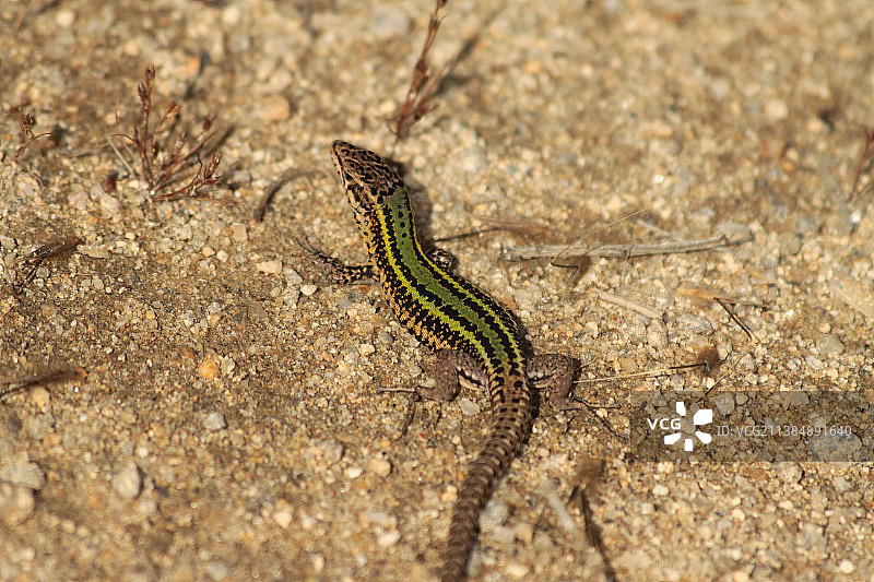 葡萄牙孔迪新镇岩石上的墙蜥蜴高角度视图图片素材