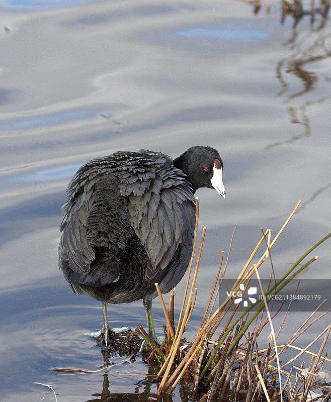 加拿大的伯纳比湖地区公园风光图片素材