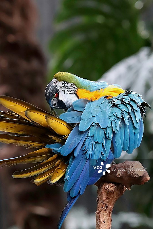 清洁和梳理：金蓝色金刚鹦鹉栖息在树上，加拿大布洛德尔温室图片素材