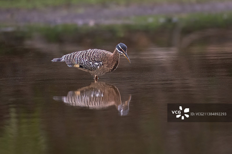 栖息在湖上的热带太阳麻鹬特写，巴西图片素材