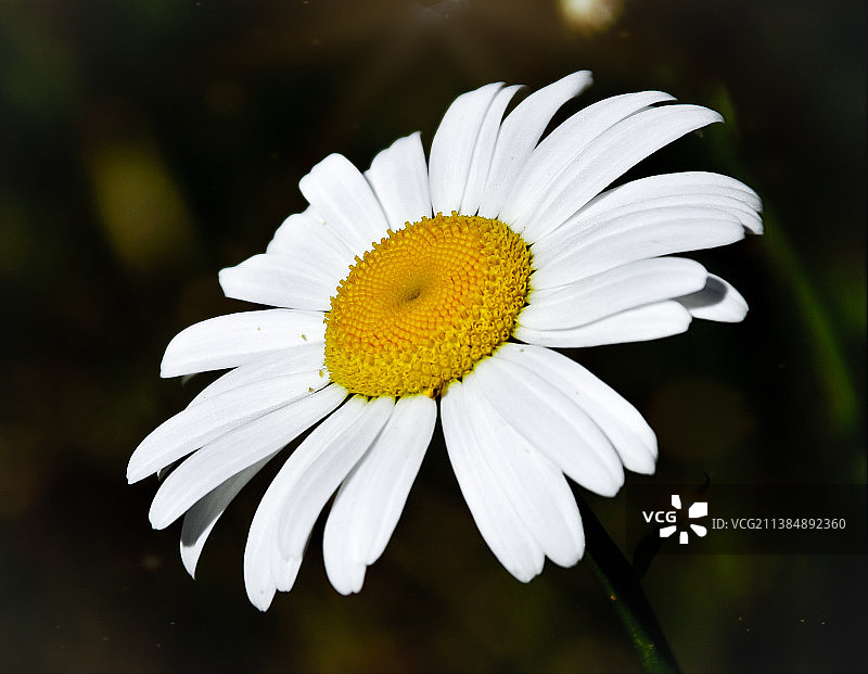 再见雏菊，白色雏菊花朵特写图片素材