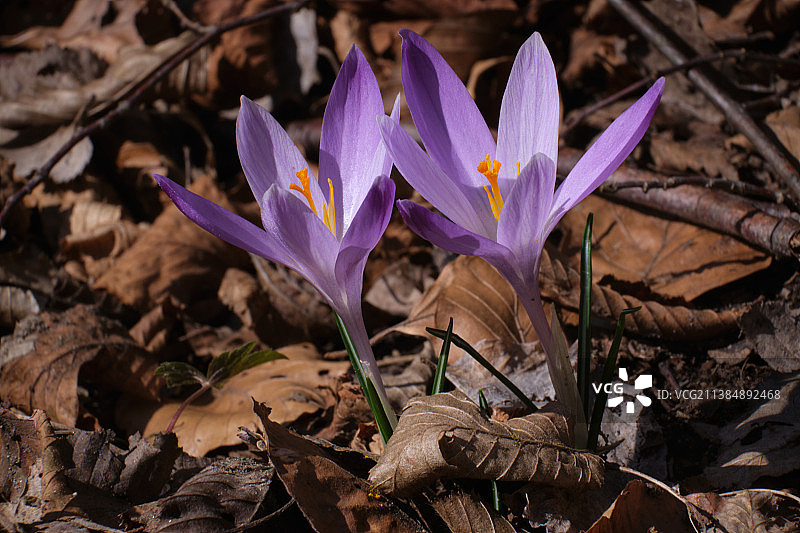 紫色番红花特写图片素材
