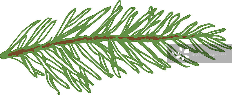 手绘常绿云杉或松树图片素材