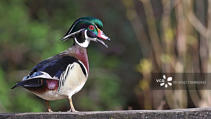 加拿大伯纳比湖地区公园的翘木鸭特写图片素材