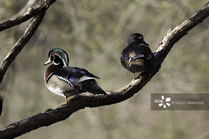 加拿大伯纳比湖地区公园的林鸳鸯系列图片素材