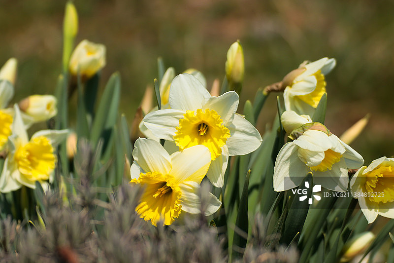 斯洛文尼亚采列田野上的黄色水仙花特写图片素材