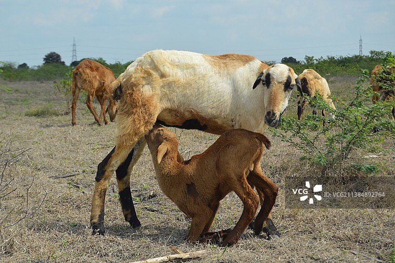 白天在田野里山羊喂养幼崽特写图片素材