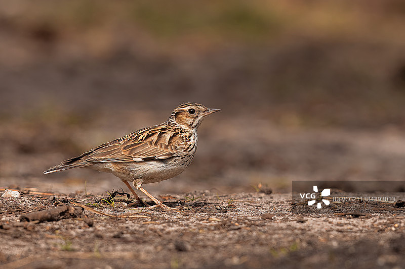 特写：栖息在田野上的鸣鹨，荷兰莱梅勒贝格图片素材