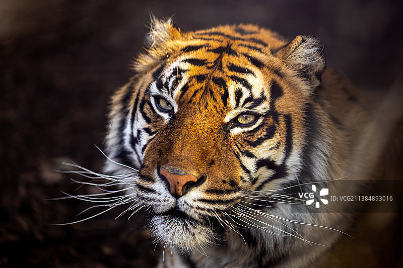 苏门答腊虎特写肖像，意大利罗马图片素材