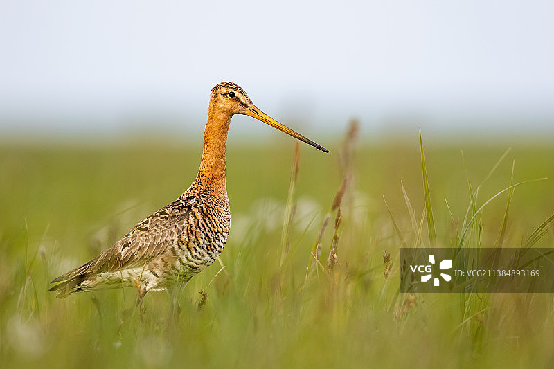 荷兰艾姆内斯草地上的 الأوروبية特写图片素材