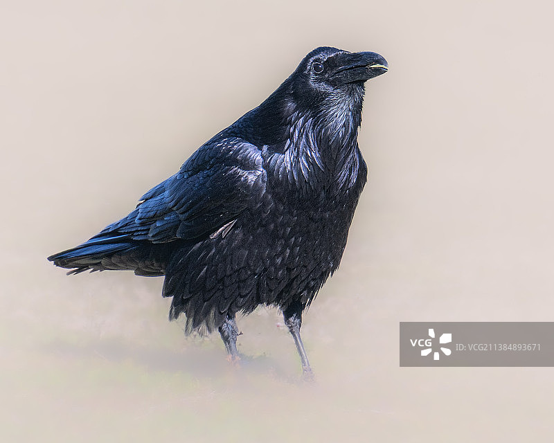 美国，栖息在树上的乌鸦特写图片素材