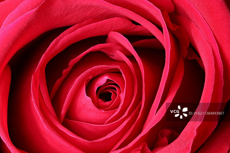 红色玫瑰的全画幅镜头图片素材