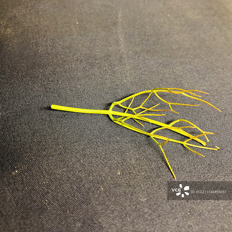 北卡罗来纳州阿什维尔的茴香和莳萝高角度视图图片素材