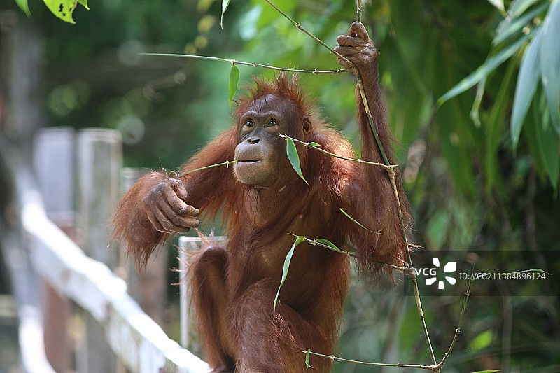 婆罗洲猩猩：猴子坐在树枝上的特写图片素材
