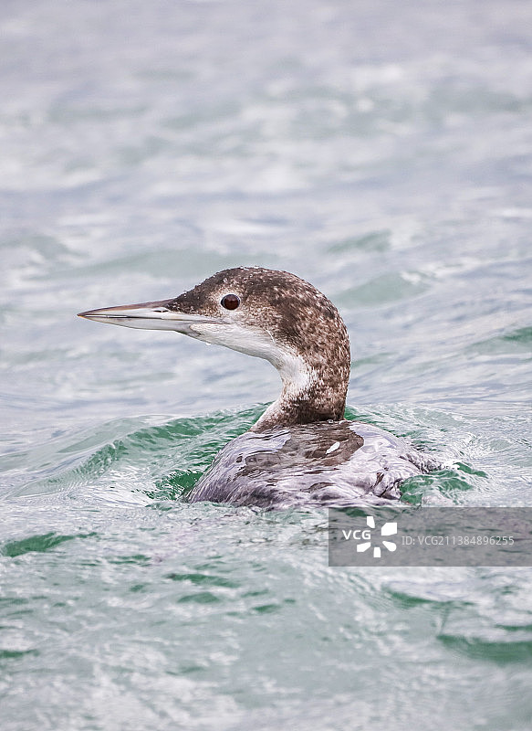海中游泳的鸭子特写：普通潜鸟图片素材