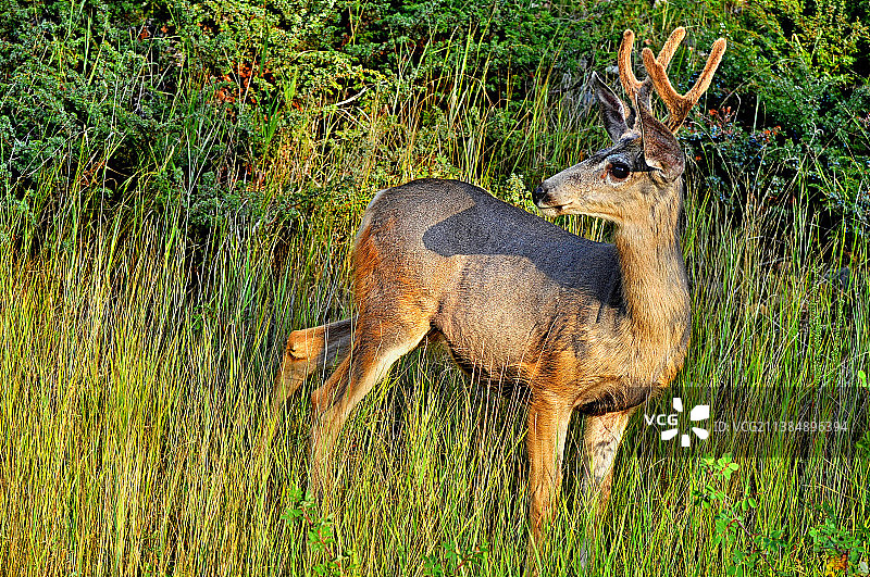 加拿大贾斯珀国家公园：绿草中站立的野生鹿图片素材