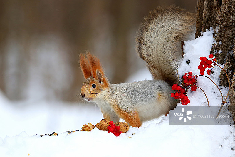 雪地上的松鼠特写图片素材