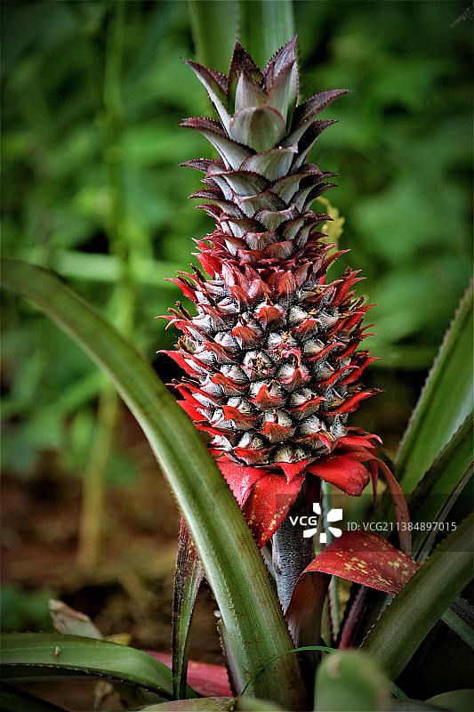 植物上生长的菠萝特写，印度泰米尔纳德邦金奈图片素材