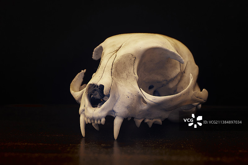 黑色背景下桌上人类头骨特写图片素材