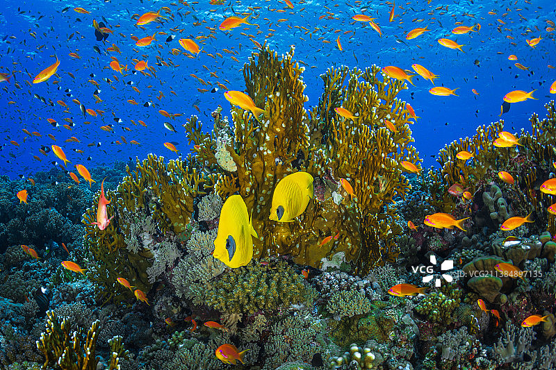 特写：海中戴面具的蝴蝶鱼图片素材