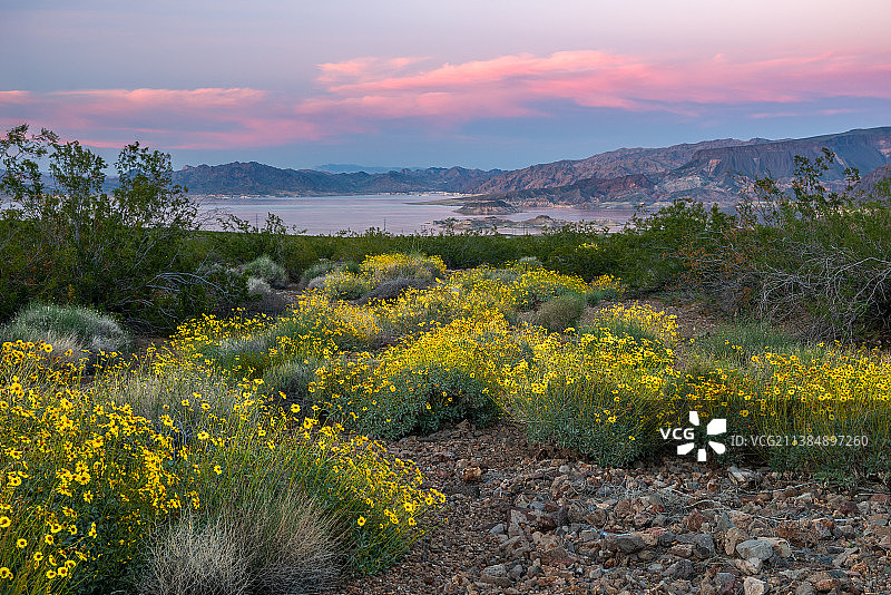 美国米德湖畔黄色开花植物的田野风光图片素材