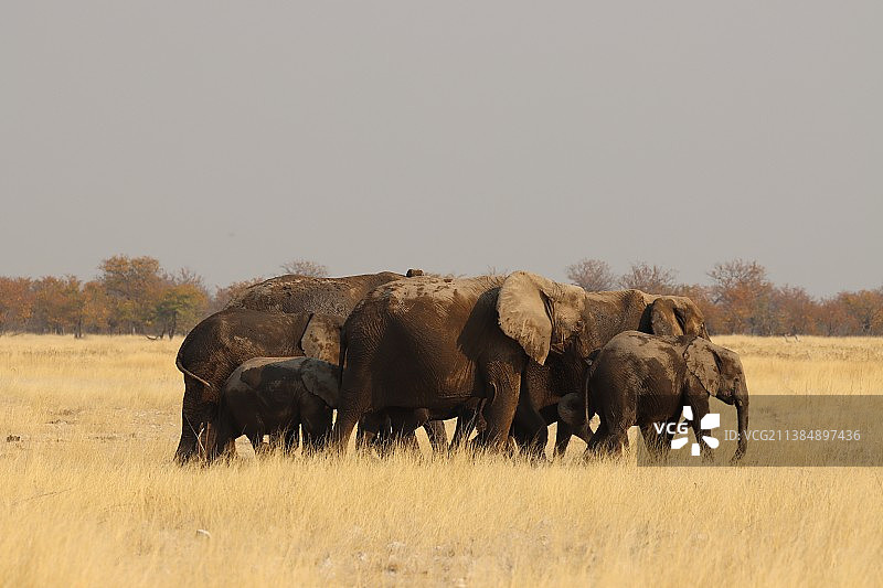 走在草地上的大象侧视图，埃托沙国家公园，纳米比亚图片素材