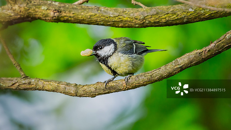 山雀栖息在树枝上，喙里叼着花生特写图片素材