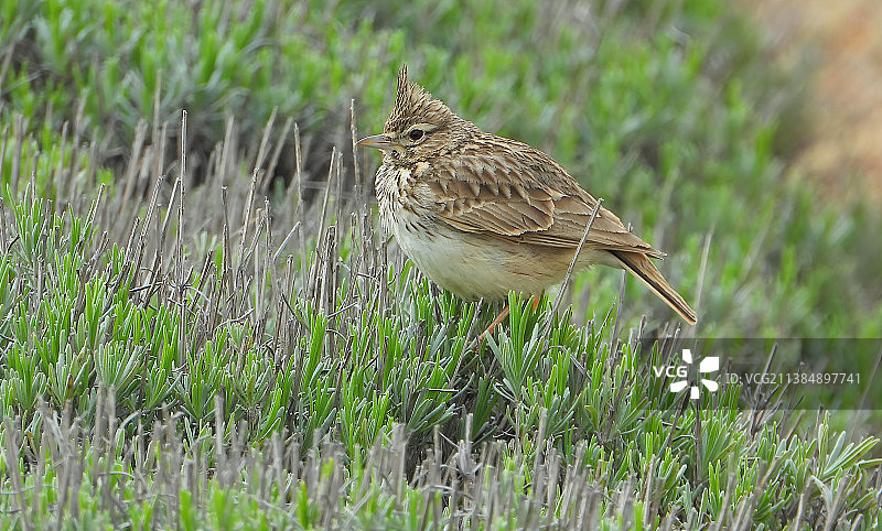 鸣云雀栖息在草地上的特写图片素材