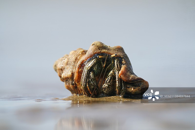 白色背景桌子上的螃蟹特写图片素材