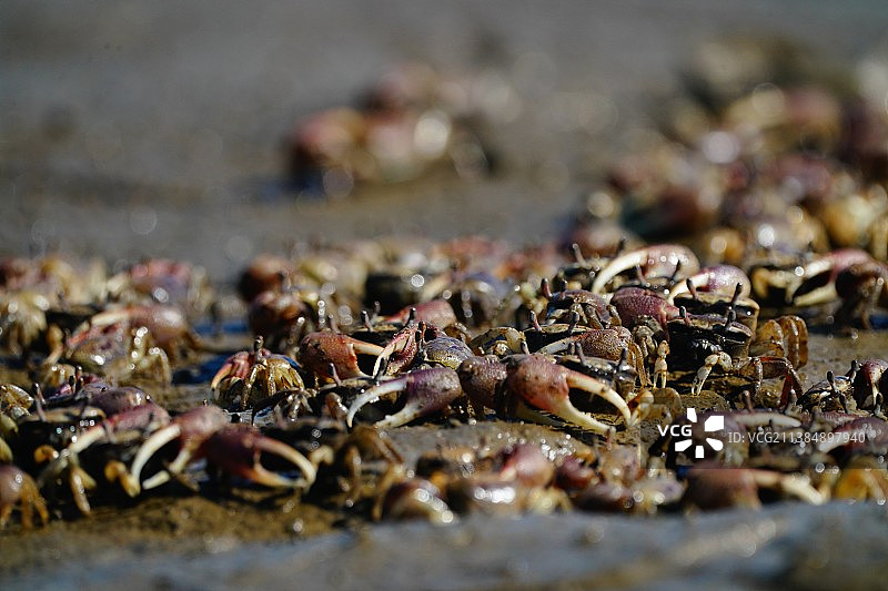 桌子上的香料特写图片素材