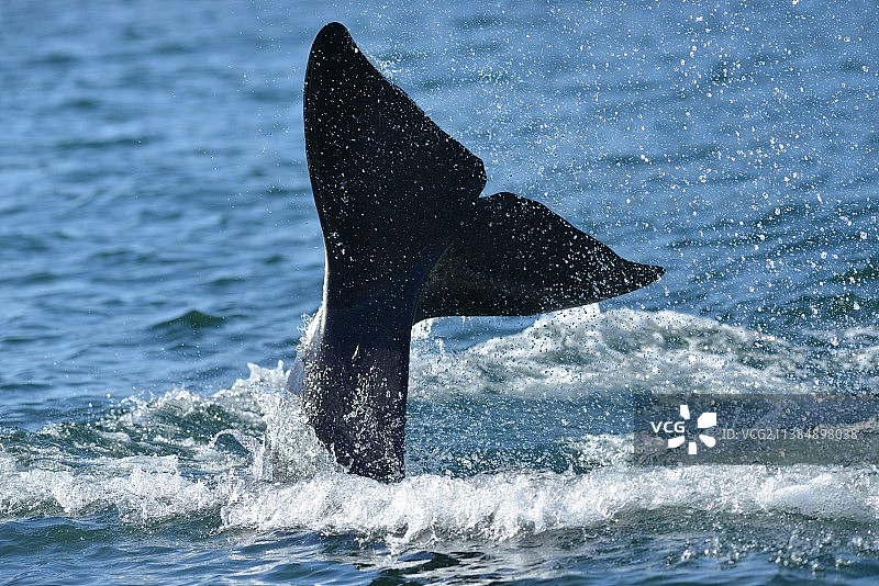 座头鲸在海中游泳的俯视图图片素材