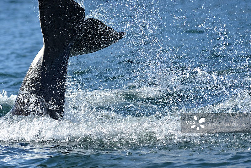 海中海豚游泳的俯视照片图片素材