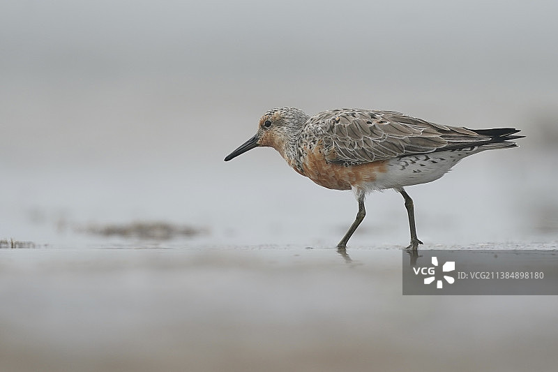 矶鹬在海滩上栖息的特写图片素材
