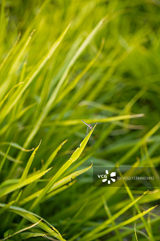 草地上的小蜻蜓，田野里生长的草特写图片素材