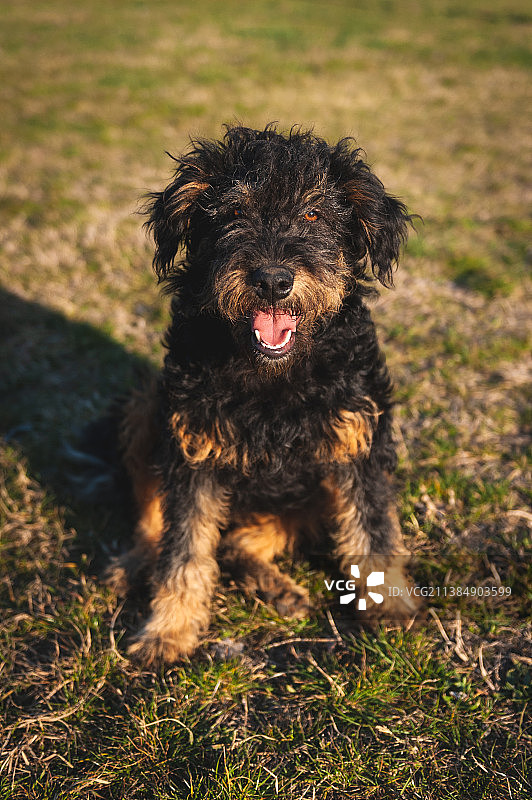塞尔维亚田野上的艾尔谷㹴犬肖像图片素材